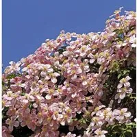 Immergrüne Duft Waldrebe Apple Blossom 60-80cm - Clematis armandii
