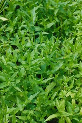 Stachys palustris 9x9 cm Topf – Winterhart, Mehrjährig, Pflegeleicht – Sumpf-Ziest – Teichrandpflanze für Ufer & Feuchtbereiche