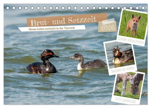 CALVENDO Wandkalender Brut- und Setzzeit. Neues Leben entsteht. (Tischkalender 2026 DIN A5 q