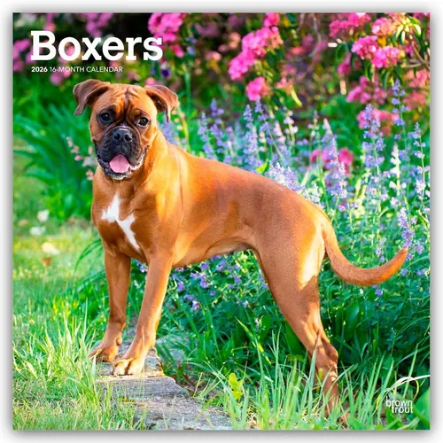 Boxers - Boxer 2026 - 16-Monatskalender Browntrout Publishers