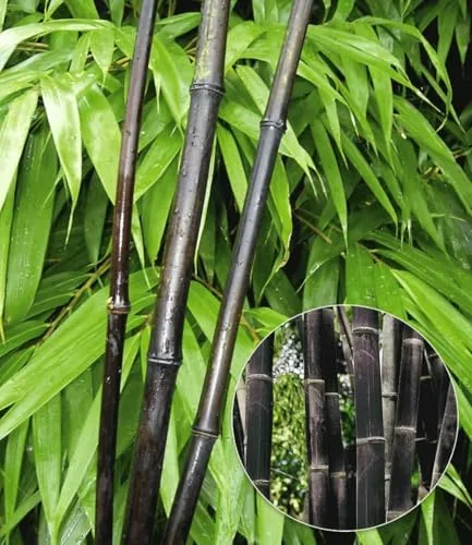 BALDUR Garten Schwarzer Bambus 'Black Pearl' im 2-Liter Containertopf - Winterharter, pflegeleichter Zierstrauch mit eleganten, schwarzen Halmen. Ideal für Sonne bis Halbschatten, bringt Höhe und Stil in jeden Garten.