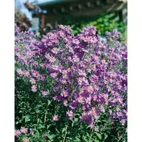 Aster Laevis Glattblattaster Ca. 9x9 cm Topf