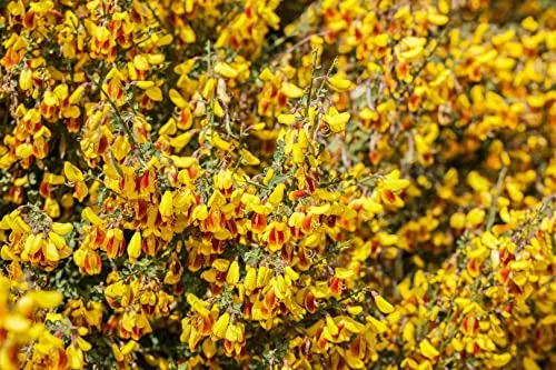 Cytisus scoparius 'Dragonfly' 40–60 cm – Winterhart, Mehrjährig, Pflegeleicht – Besenginster – Blühstrauch für Garten & Beet