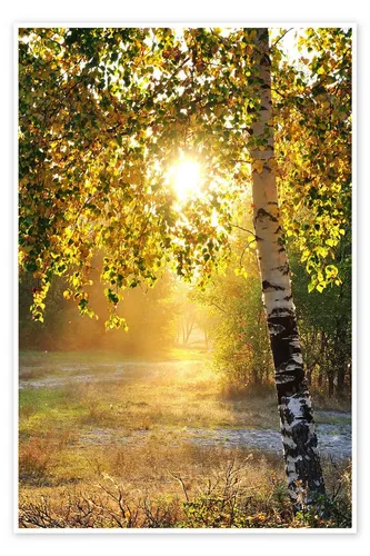 Posterlounge Wandbild Birken im Sommerwald, Editors Choice, erhältlich als Poster, Leinwandbild, Wandsticker oder Acrylglasbild