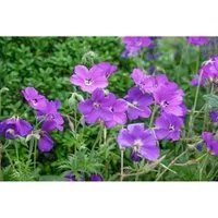 Geranium Clarkei Kashmir Purple Storchschnabel Ca. 9x9 cm Topf