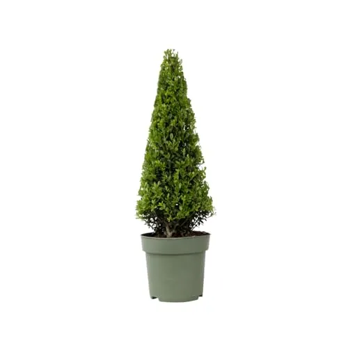 Japanische Stechpalme Ilex crenata 'Jenny' Pyramide - 55-65cm - Immergrüner, pflegeleichter Strauch in Pyramidenform, ideal als Buchsbaum-Alternative für Ihren Garten. Winterhart und krankheitsresistent, sorgt für ganzjährigen grünen Blickfang.