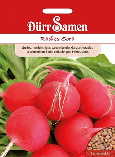 Radies Samen Sora Radiesensamen Rote Radiesen ca 750 Korn Saatgut Gemüse Gemüsesamen Garten Hochbeet Dürr Samen