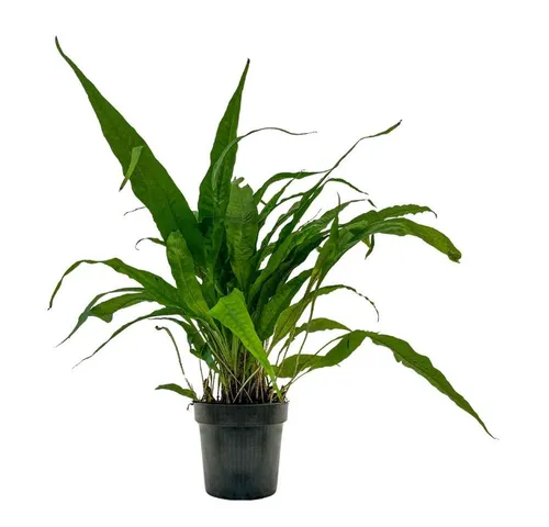 Wasserpflanzen von AquaOne