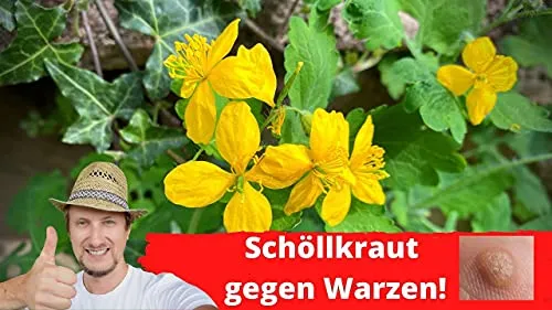 Schöllkraut Tinktur 200ml - Pflanzliche Heilmittel, unterstützt die Hautgesundheit und ist bekannt für seine reinigende Wirkung.