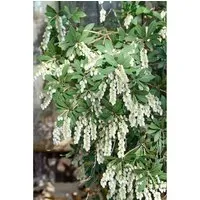 Pieris Japonica Stöckmann