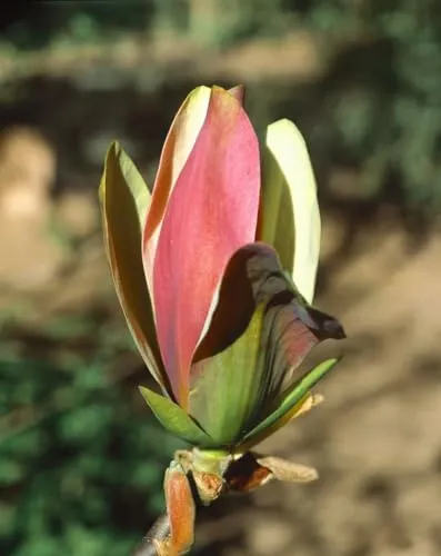 Magnolia brooklynensis ‘Woodsman’ - Exotisches Ziergehölz - Ziergehölze mit beeindruckenden tulpenförmigen Blüten in kontrastreichen Farben, ideal als Solitärgehölz oder Blickfang im Garten.