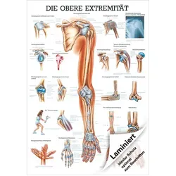 Obere Extremität Mini-Poster Anatomie 34x24 cm medizinische Lehrmittel, Laminiert