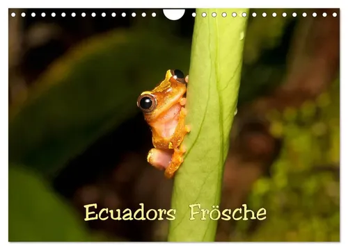 Ecuadors Frösche Wandkalender 2026 DIN A4 quer