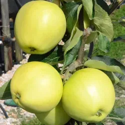 Weißer Klarapfel Sommerapfel Zwergbaum von Grüner Garten Shop