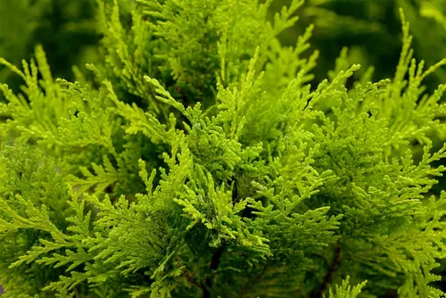 Konifere Chamaecyparis lawsoniana Stardust - Gelbe Scheinzypresse - Ziergehölze: Die goldgelbe Lawson-Scheinzypresse 'Stardust' bietet eleganten, konischen Wuchs und ganzjährig strahlende Akzente im Garten.
