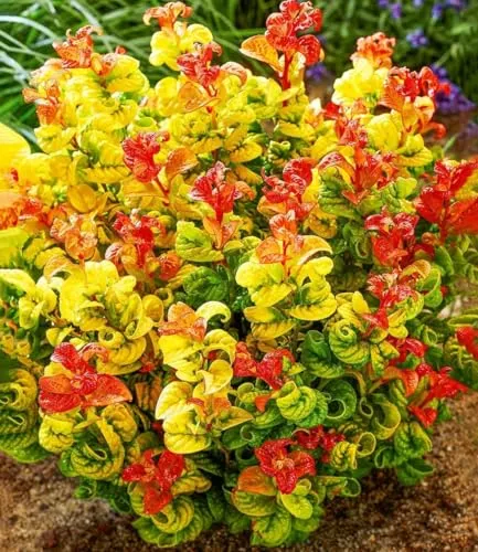 BALDUR Garten Zierstrauch Traubenheide 'Curly Gold®', 2 St. - Entdecken Sie die Traubenheide Curly Gold® mit ihrem einzigartigen Farbwechsel von orangerot zu goldgelb. Pflegeleicht und winterhart, ideal für Garten und Terrasse. Wunderschöne weiße Blüten ab Mai!