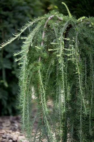 Larix Kaempferi Pendula - Hängende Japanische Lärche 100–125 cm - Hausbäume, elegante herabhängende Zweige, pflegeleicht, winterhart und ideal als Solitärpflanze für Gärten oder große Kübel.