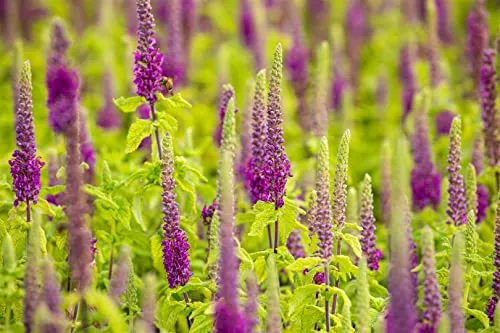 Teucrium x lucidrys 9x9 cm Topf – Winterhart, Immergrün, Pflegeleicht – Gamander – Beetstaude für Steingarten & Rabatte