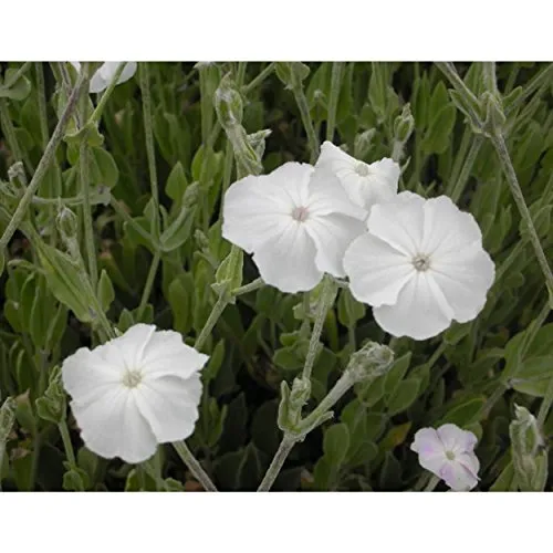 Produktbild Blumixx Stauden Lychnis coronaria ‘Alba’ – Weiße Vexiernelke, weiß blühende, winterharte Gartenstaude, pflegeleicht & trockenheitsverträglich, ideal für Beet, Naturgarten & sonnige Standorte