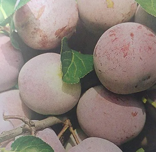 Reneklode `Graf Althans´, Buschbaum (kleinbleibend), 120-140cm, mit Topf