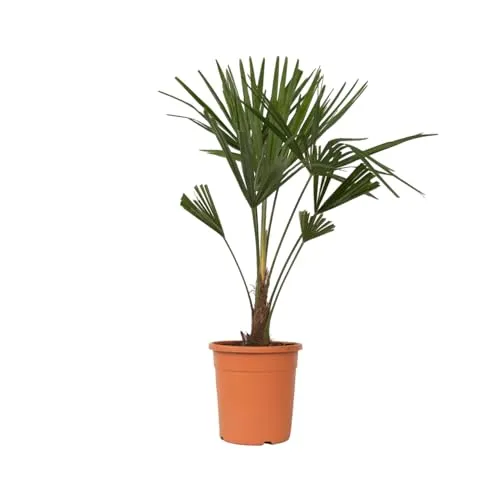 Plant in a Box - Trachycarpus Fortunei - Winterharte Asiatische Fächerpalme - Baumsamen & -pflanzen, ideal für europäische Wetterbedingungen, wächst schnell bis zu 25 cm pro Jahr, sicher verpackt für den Versand.