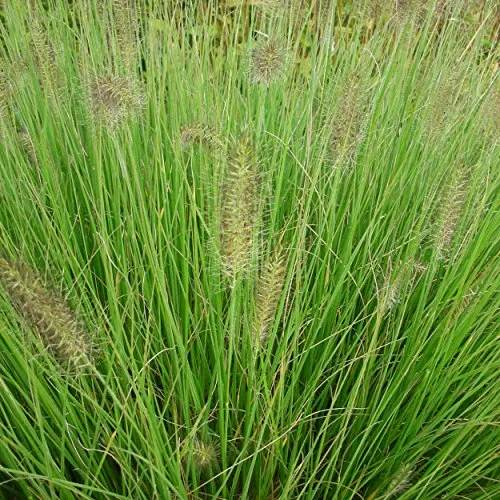Pennisetum alopecuroides 'Hameln' – Lampenputzergras, 0,5 Liter Topf Ziergras