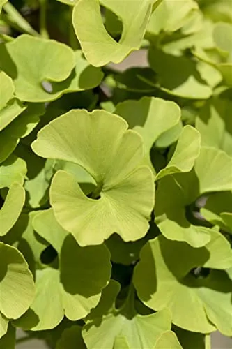 Ginkgo biloba 'Mariken' 40-60 cm - Pflegeleichter Zwerg-Ginkgo mit goldgelber Herbstfärbung - Blumen & Pflanzen: Kompakter Zwerg-Ginkgo mit fächerförmigen Blättern und leuchtend gelber Herbstfärbung. Ideal für Kübel und kleine Gärten, winterhart und pflegeleicht, perfekt für Anfänger.