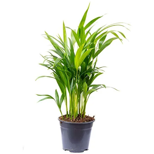 Goldfruchtpalme - pflegeleichte Zimmerpflanze, Areca Dypsis Lutescens - Höhe ca. 55 cm, Topf-Ø 14 cm