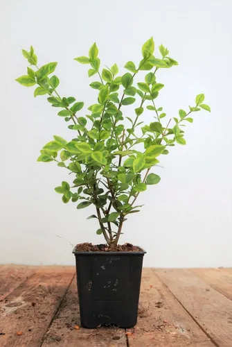 Pflanzen für Dich Gehölze Ligustrum oval. Aureum, 1 St., Goldliguster, Ovalblättriger Liguster