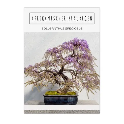 Exotische Bonsai Samen mit hoher Keimrate - Pflanzen Samen Set für deinen eigenen Bonsai Baum (1x Afrikanischer Blauregen)