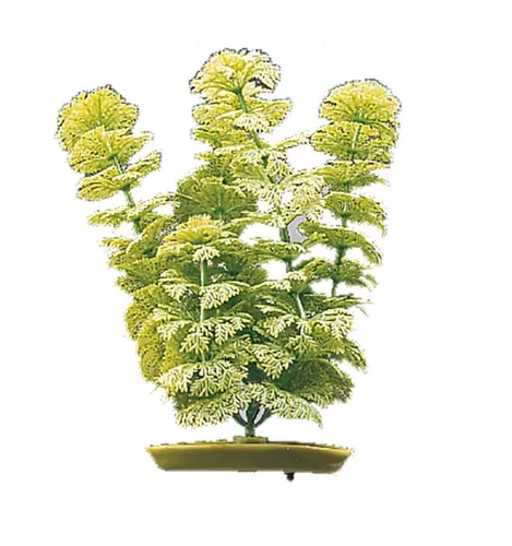 Marina Aquascaper Ambulia - ca. 20cm hoch