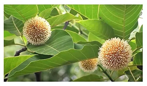 Stk - 10x Neolamarckia cadamba Kadamba Baum Garten Pflanzen - Samen ID138 - Seeds & Plants Shop by Ipsa