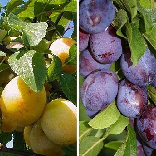 Duo Pflaume: Hauszwetsche & Mirabelle von Nancy im 10 L Topf - Obstsamen & -pflanzen: Zweijähriger Pflaumenbaum mit Anwachsversprechen, ideal für sonnige bis halbschattige Lagen, inkl. Pflanz- und Pflegeanleitung.