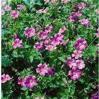 Geranium X Oxonianum Claridge Druce Storchschnabel Ca. 9x9 cm Topf