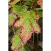 Hydrangea quercifolia Black Porch - Eichenblatthortensie - Ziergehölz mit eleganten Blütenrispen, die von Juni bis Herbst ihre Farben verändern. Ideal für halbschattige Standorte und beeindruckend in Kübeln oder Gruppenpflanzungen.