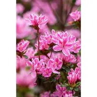 Rhododendron Obtusum Kermesina Rose Rosa Blüten 25–30 cm