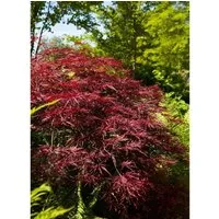 Acer Palmatum Red Pygmy - Japanischer Ahorn Rot 80–100 cm - Hausbäume: Der kompakte Fächerahorn begeistert mit tiefroten Blättern und leuchtendem Scharlachrot im Herbst. Ideal für Kübel und kleine Gärten, pflegeleicht und winterhart.