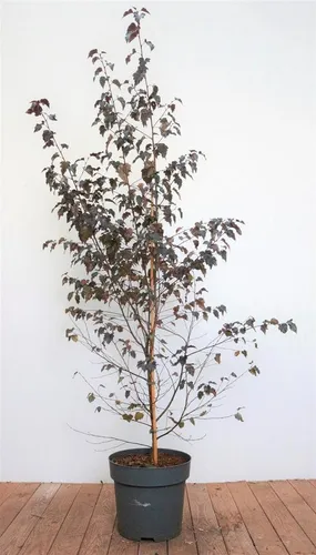 Betula Pendula Royal Frost Hängebirke - Hausbaum mit auffälligem dunkelrotem Laub und weißer Rinde, ideal für Solitärstellungen im Garten. Pflegeleicht, winterhart und anpassungsfähig, erreicht bis zu 10 m Höhe.