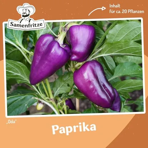 Paprika Oda Samen für ca. 20 Pflanzen - außergewöhnliche Fruchtfarbe
