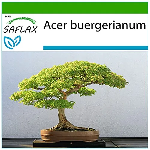 SAFLAX - Bonsai - Dreispitzahorn - 30 Samen - Mit keimfreiem Anzuchtsubstrat - Acer buergerianum