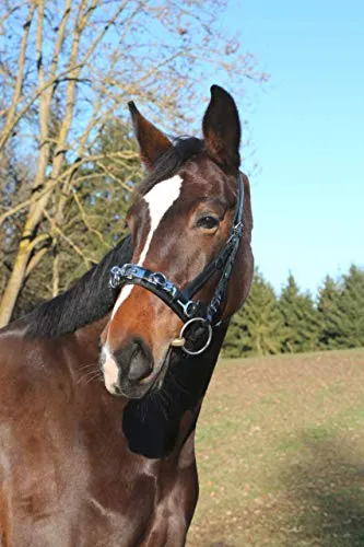 Zaumzeug Schwarz von Covalliero