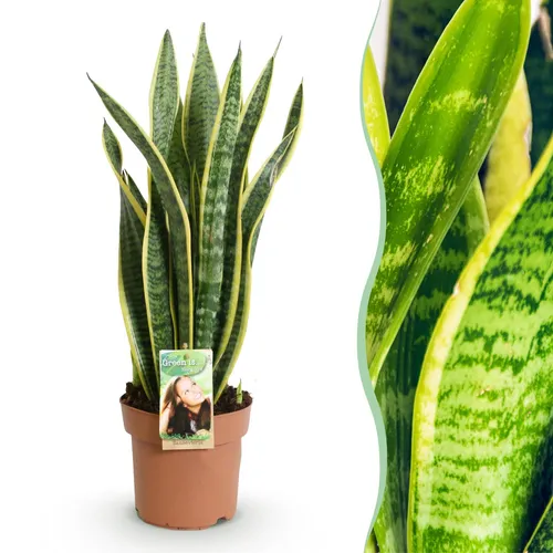 Zimmerpflanzen Sansevieria Laurentii Schwiegermutterzunge Gelb ⌀17cm ↕60-70cm