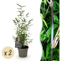Exotenherz Fargesia Black Dragon 2er Set – Schwarzer Bambus 14cm Topf, 35cm hoch - Beliebte nicht ausläufertreibende Bambusart, ideal für Sichtschutz. 2 kräftige Pflanzen im 14-cm-Topf, pflegeleicht und robust, perfekt für sonnige bis halbschattige Standorte.