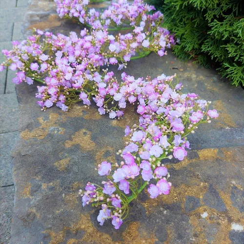 Kunstgirlande Schleierkraut LITAGO, rosa-violett, 180 cm - Dekorative Kunstgirlande aus Schleierkraut, ideal für kreative Raumgestaltungen. Mit ihrer lebendigen Farbe bringt sie frischen Wind in jeden Innenbereich.