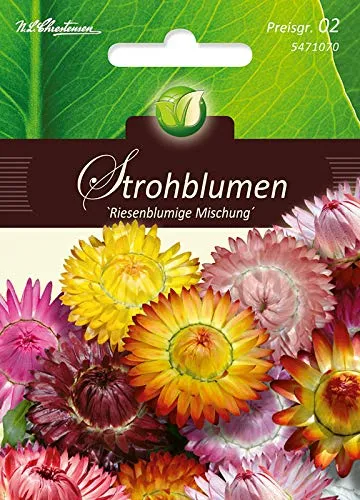 Helichrysum, Strohblumen, Riesenbl. Mg.