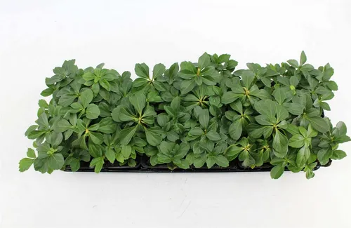 Pflanzen für Dich Bodendecker Bodendecker Sorten, 1 St., Bodendecker, immergrün, schattenverträglich