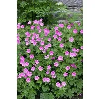 Geranium Sanguineum Elke Blutstorchschnabel Ca. 9x9 cm Topf