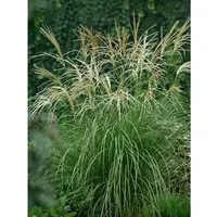 Pflanzen für Dich Gräser Miscanthus sinensis Hermann Müssel, 1 St. - Elegantes Chinaschilf, ideal für moderne und klassische Gärten. Mit silbrig-rötlichen Rispen und goldgelber Herbstfärbung bringt es Struktur und Farbe in Ihren Garten.