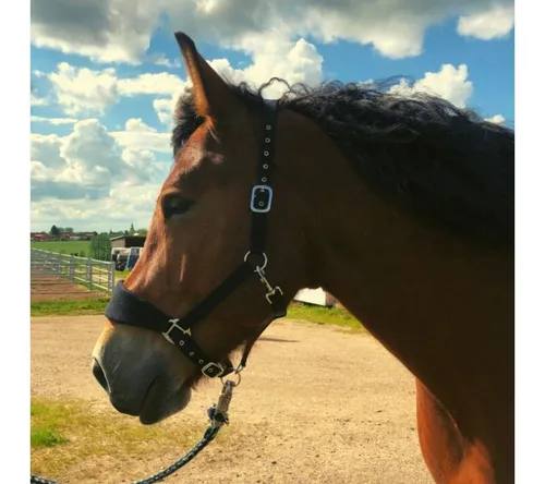 Pferdelinis Fellhalfter Fleece Halfter für Pferde, 2 Fach verstellbar in schwarz, zweifach verstellbar
