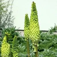 Fackellilie Limelight - Kniphofia uvaria